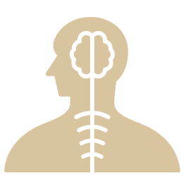 Illustration du système nerveux et de son rôle dans les tensions et la récupération